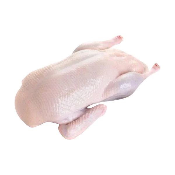 PATO 1.900