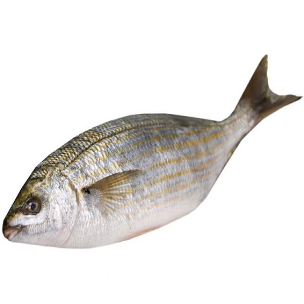 SALEMA CONGELADA