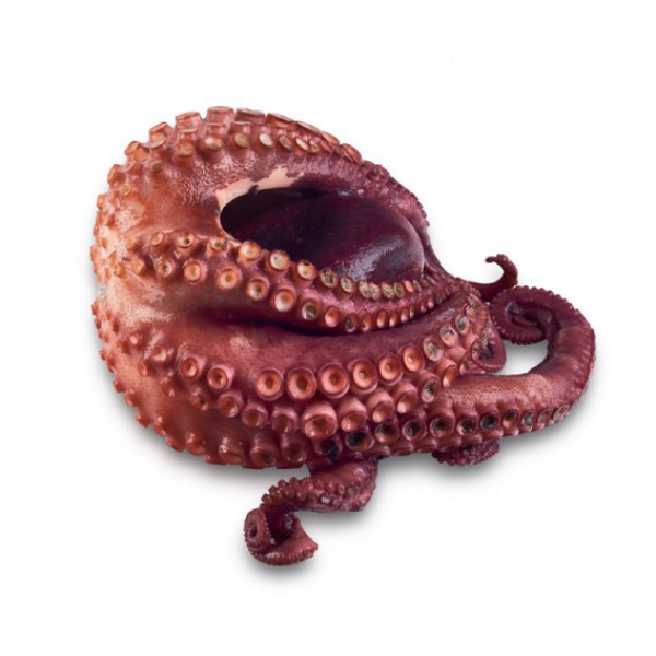 PULPO T2 O INDIVIDUAL ( 3-4K )