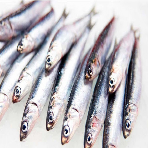 SARDINA CONGELADA IQF (cajas)